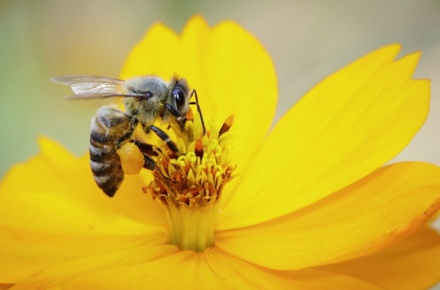 زنبور عسل را بهتر بشناسید - هفت گل - عسل طبیعی - عسل خوانسار - عسل شاهین شهر - عسل اصفهان - عسل هفتگل