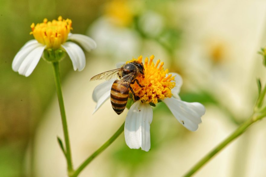 زنبور عسل را بهتر بشناسید - هفت گل - عسل طبیعی - عسل خوانسار - عسل شاهین شهر - عسل اصفهان - عسل هفتگل